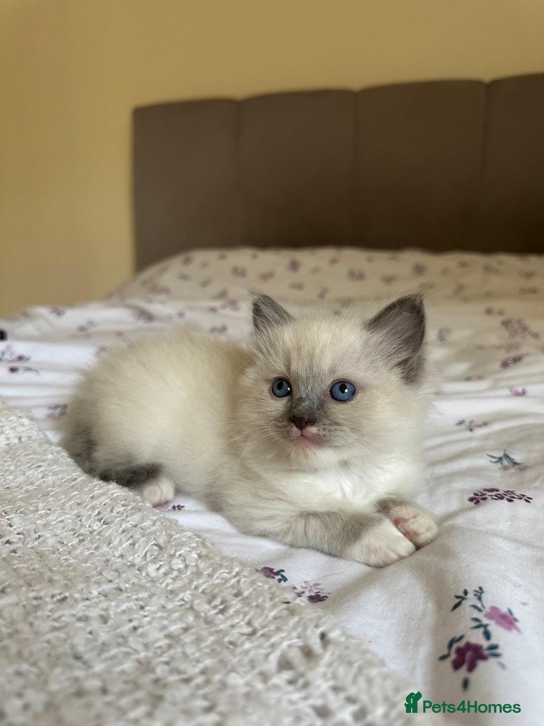 Ragdoll cats for sale: GCCF reg parents , pure breed ragdoll kittens 🤍 - Image 6