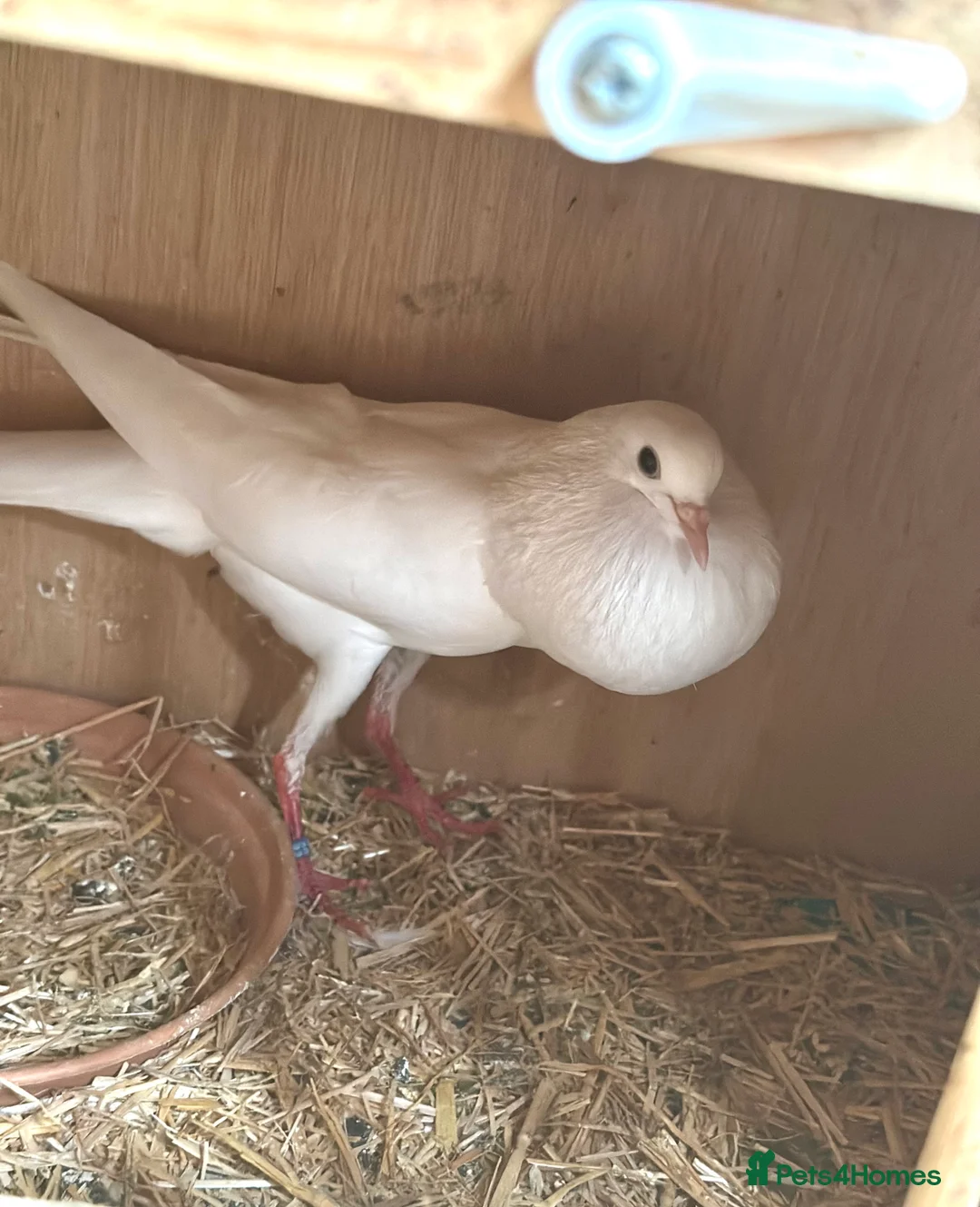 Pigeons birds for sale: Brunner Pouters  - Advert 1