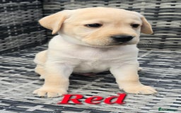 Labrador Retriever dogs for sale: 🐾 Adorable Yellow Labrador Puppies for Sale! 🐾 - Image 6