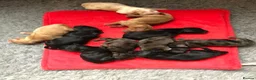 Toy Poodle dogs for stud: Brown Merle Poodle health tested - Advert 24