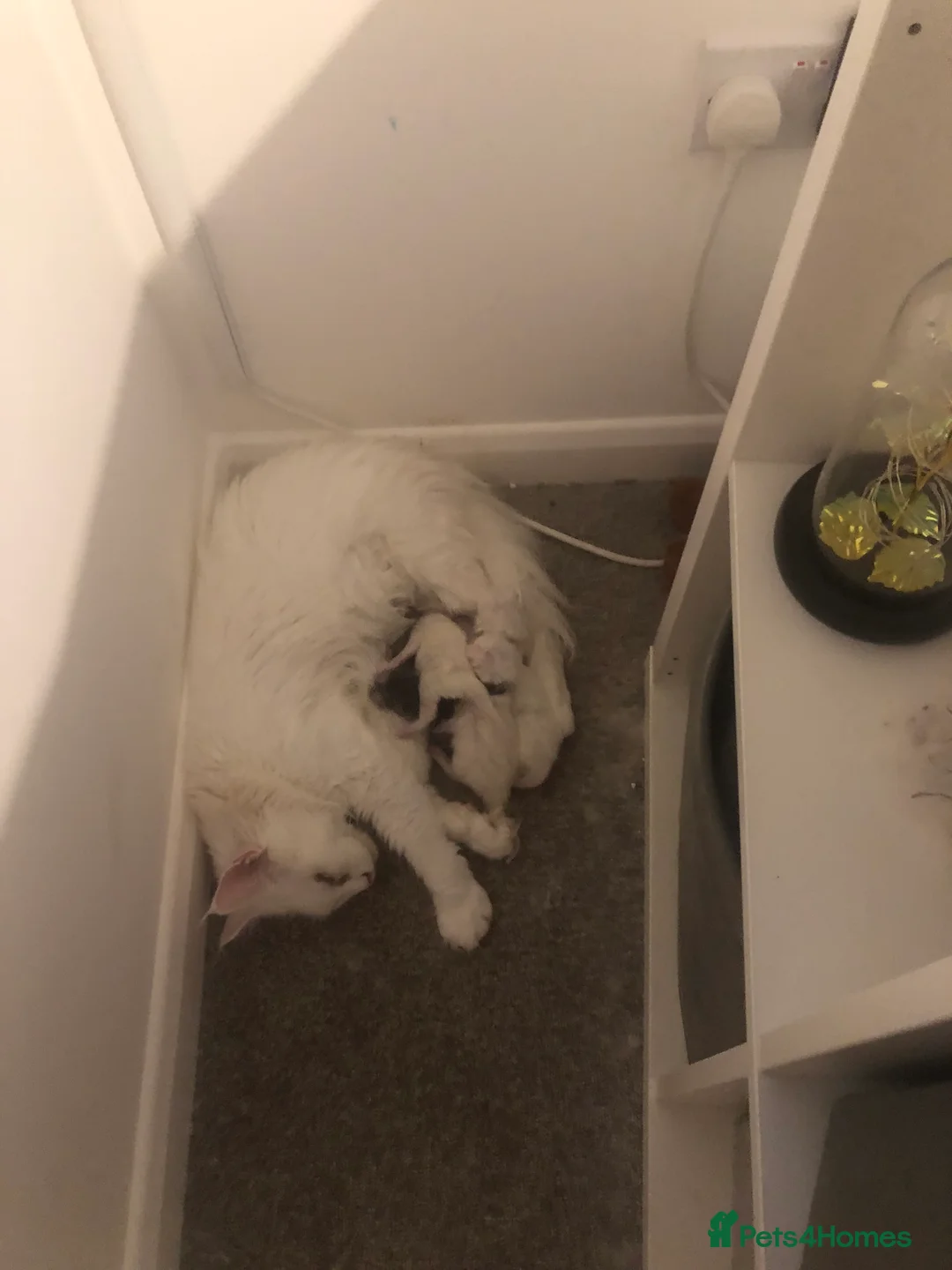 Maine Coon cats for sale: Beautiful GCCF Maine Coons  - Advert 20