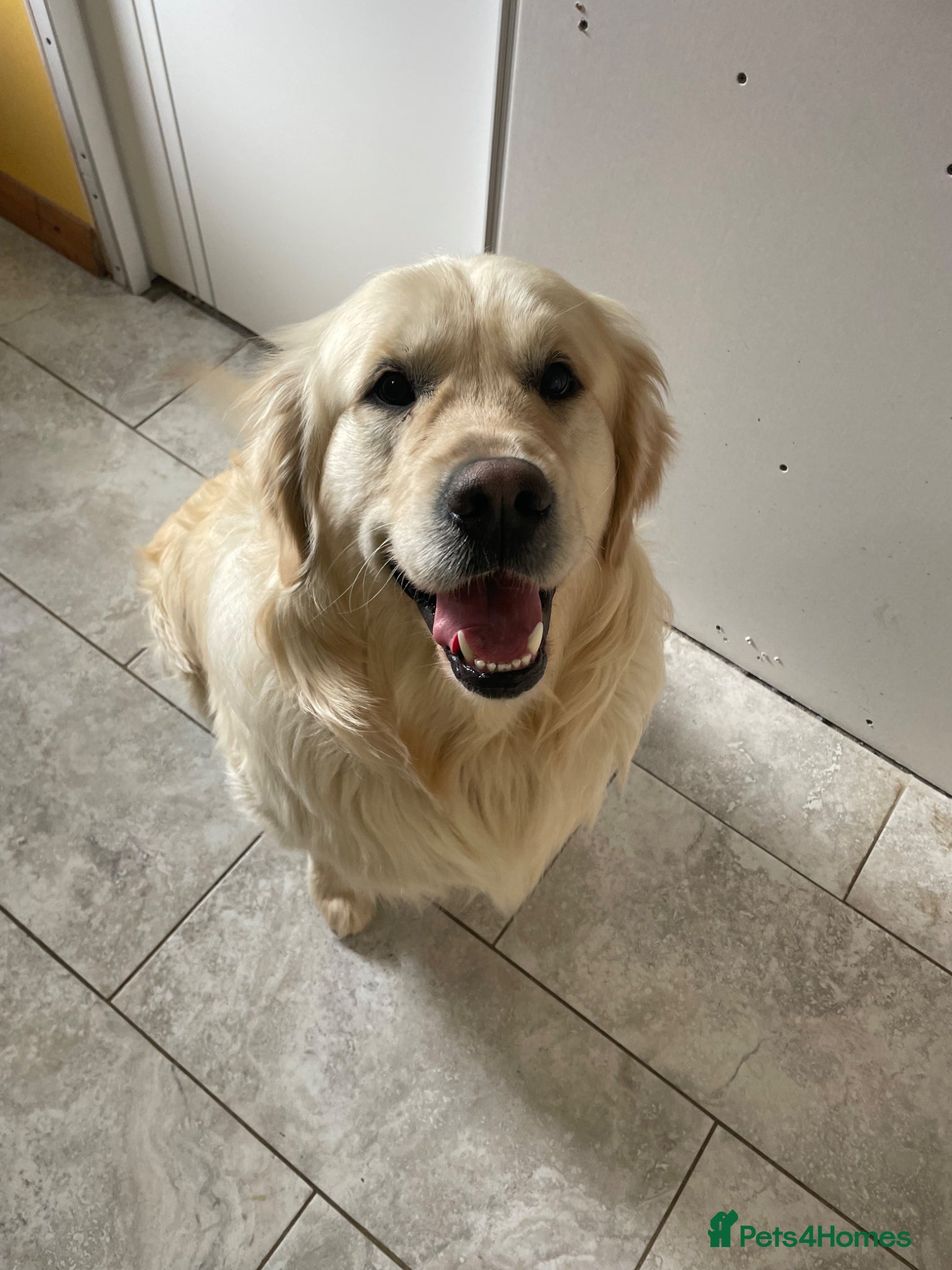 Golden Retriever dogs PROVEN GOLDEN RETRIEVER BOY FOR STUD - Advert 15