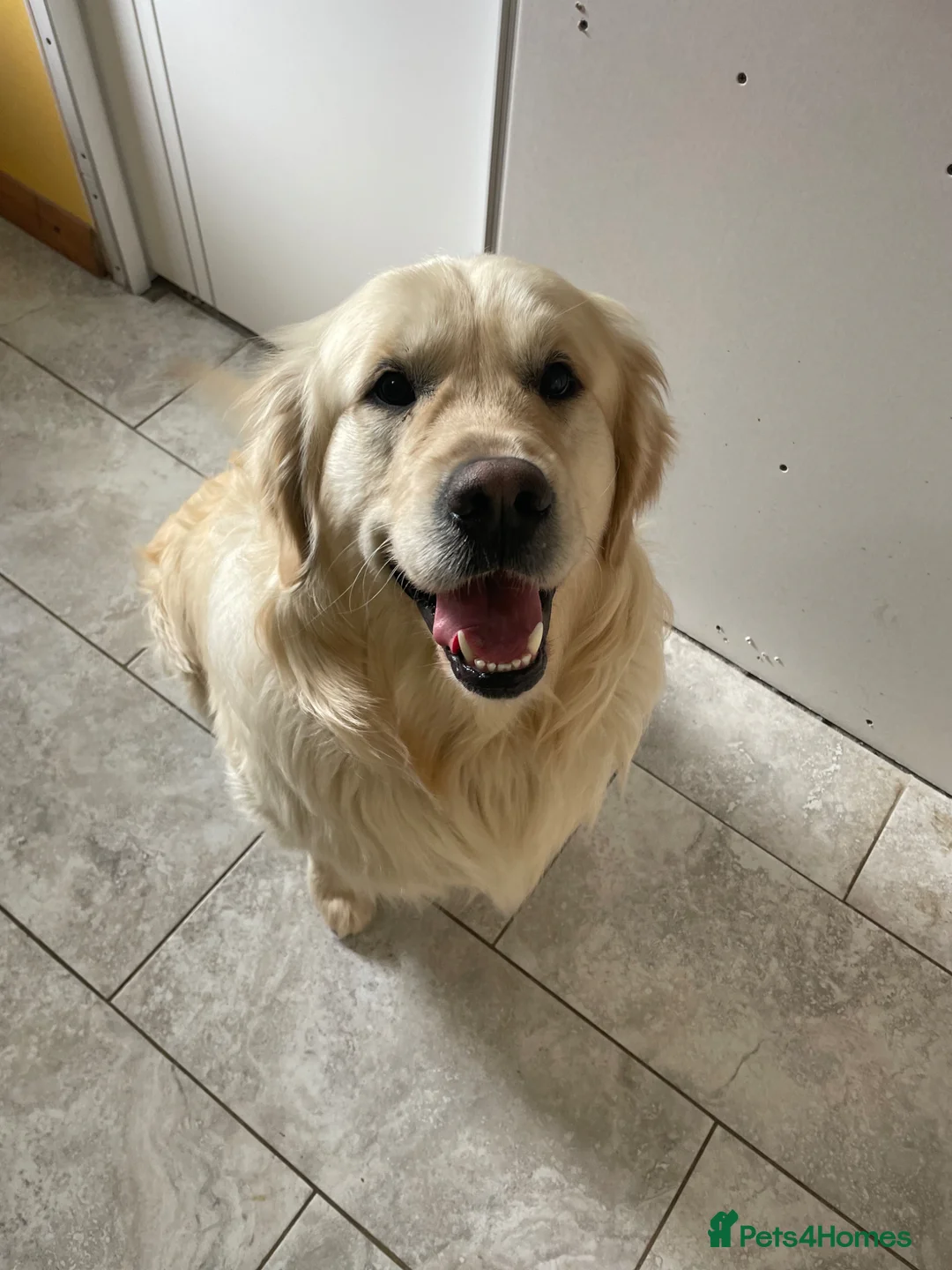 Golden Retriever dogs for stud: PROVEN GOLDEN RETRIEVER BOY FOR STUD - Advert 2