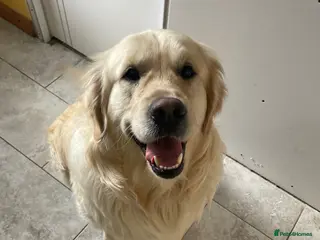 Golden Retriever dogs PROVEN GOLDEN RETRIEVER BOY FOR STUD - Advert 15