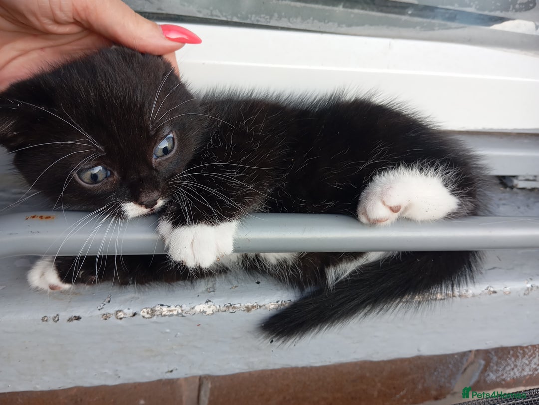 European cats for sale: Kitten  - Image 2