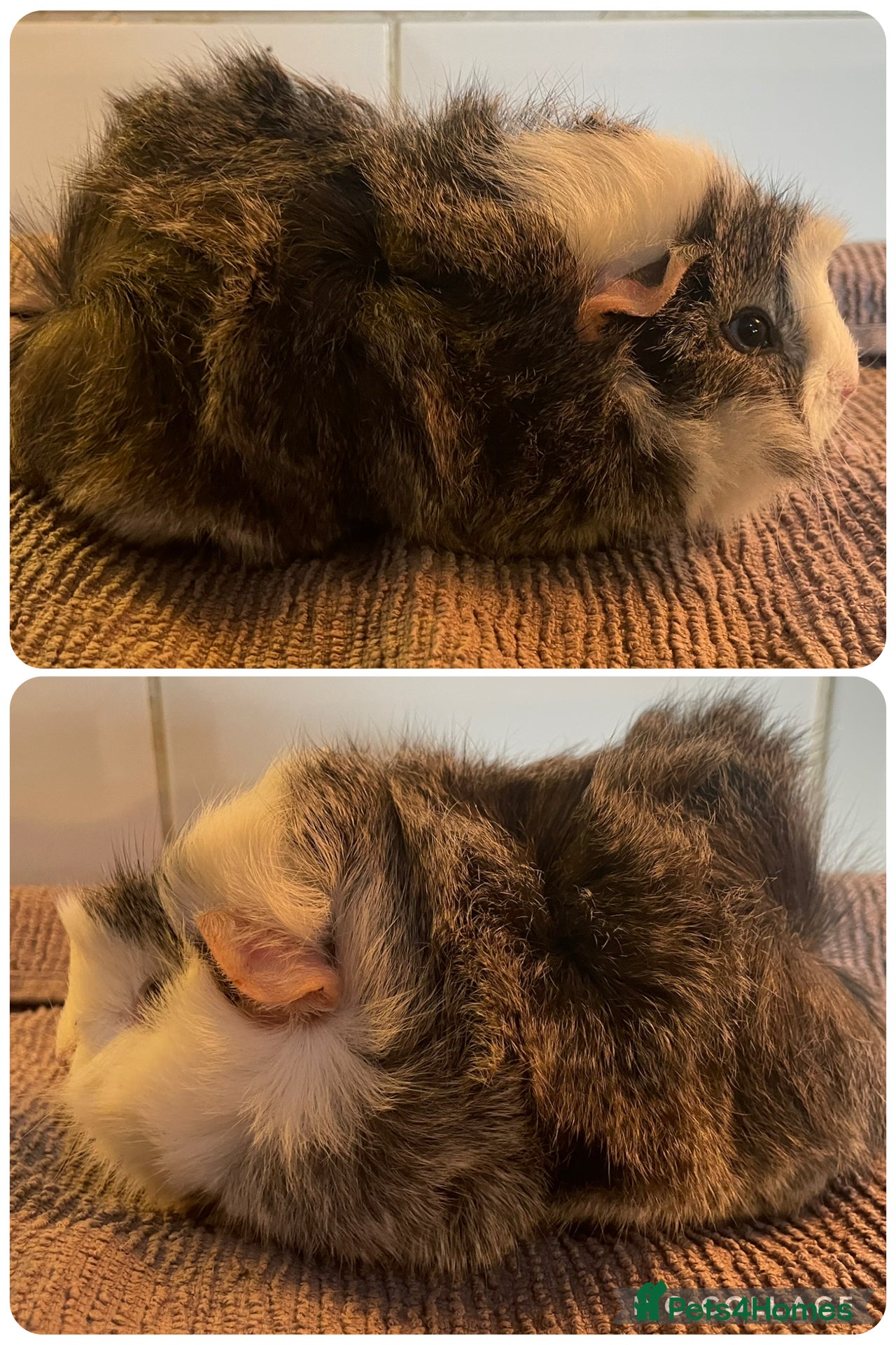 Guinea Pig rodents Baby boar boy guinea pigs  - Advert 2