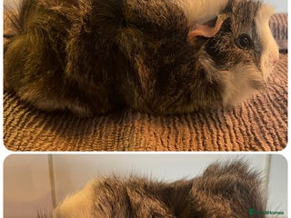 Guinea Pig rodents Baby boar boy guinea pigs - Advert 3