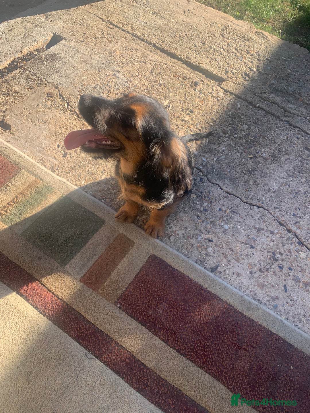 Mixed Breed dogs for sale: Cockerjack puppy for sale  - Image 2