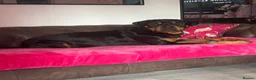 Rottweiler dogs for sale: 2 year old Rottweiler male for sale in Nottingham - Advert 3