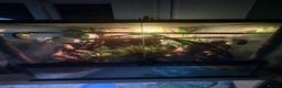 Gecko reptiles for sale: Mourning Geckos with full set up - Advert 3
