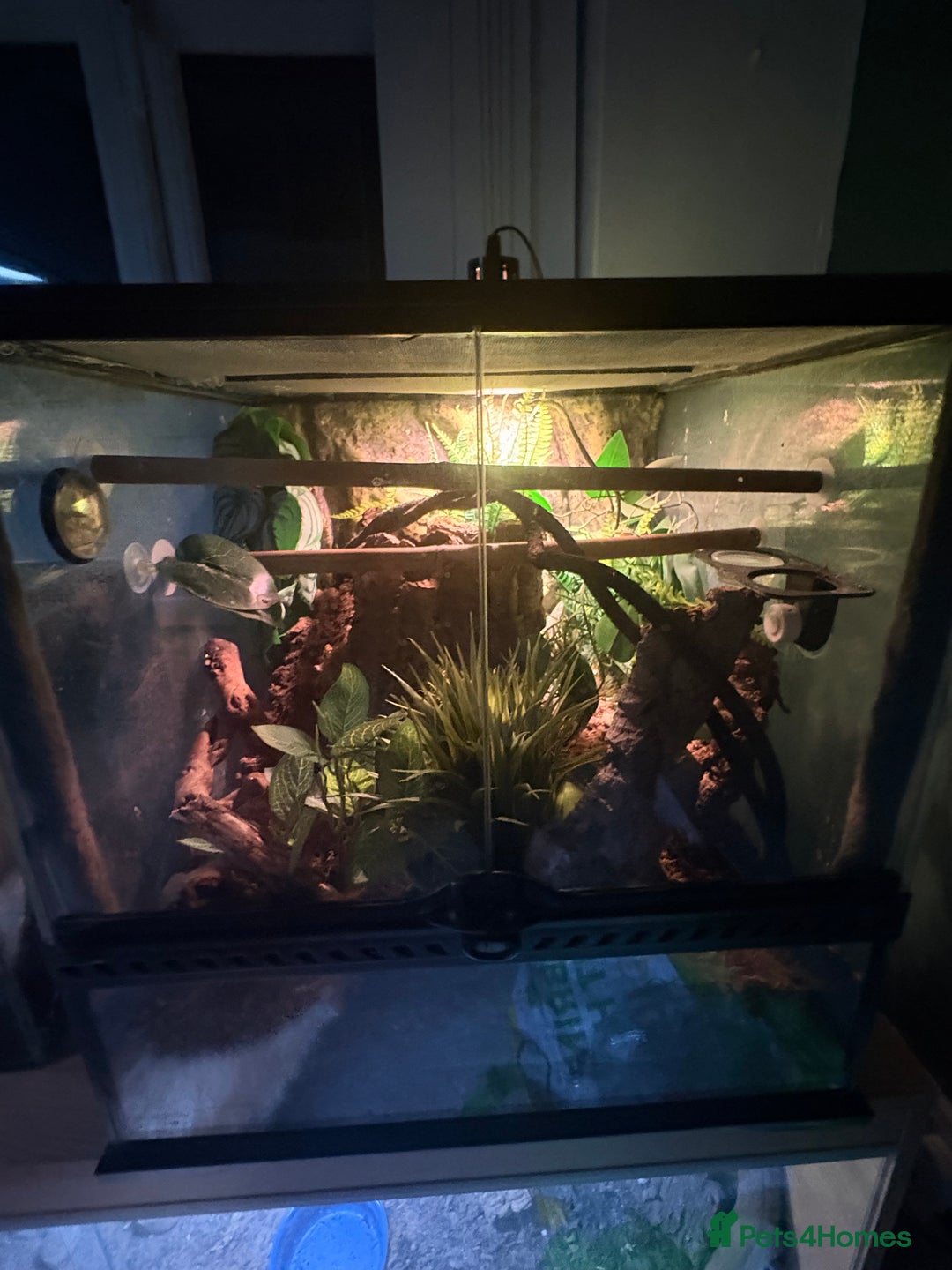 Gecko reptiles for sale: Mourning Geckos with full set up - Advert 3
