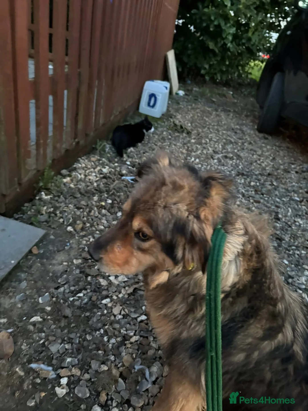 Mixed Breed dogs for adoption: Paul - Norwich Norfolk  in Norwich - Advert 12