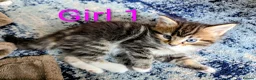 Mixed Breed cats for sale: Gorgeous Tabby Kittens for sale Ready June 17 - Advert 7