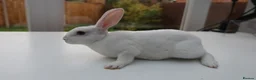 Rex rabbits for sale: Mini Rex BEW Rabbits - Advert 16