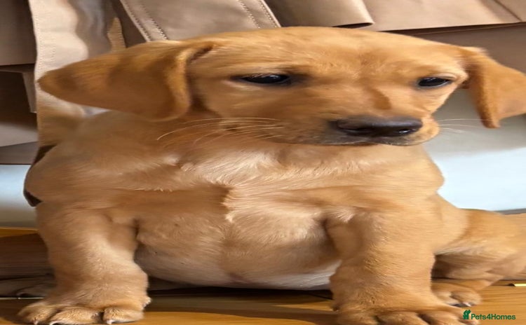 Labrador Retriever dogs - Advert 9