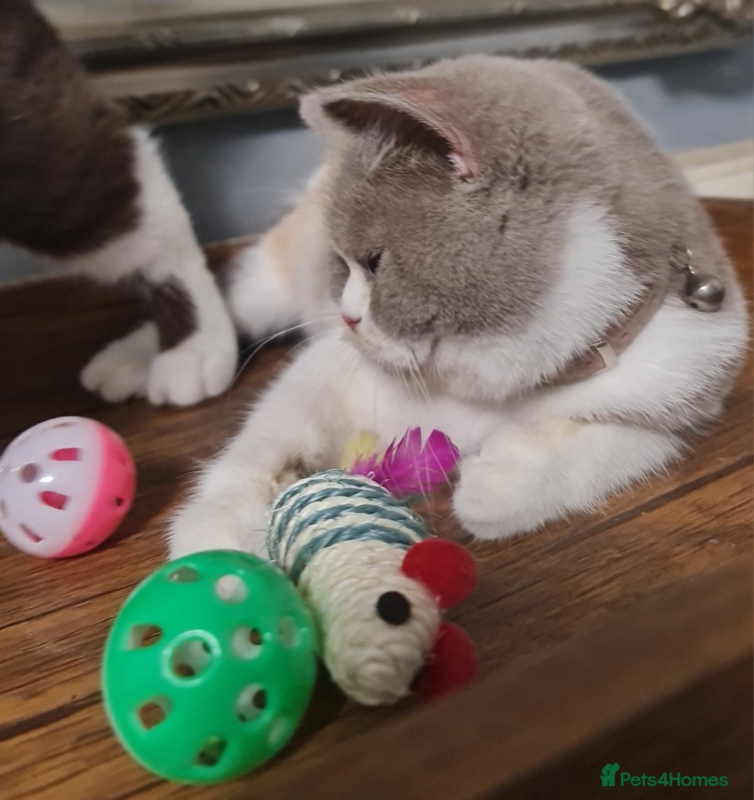 British Shorthair cats for sale: Pure bsh kittens from DNA & genetic tested parents - Image 5