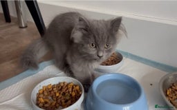 Mixed Breed cats for sale: Persian x Russian blue & British shorthair - Image 7
