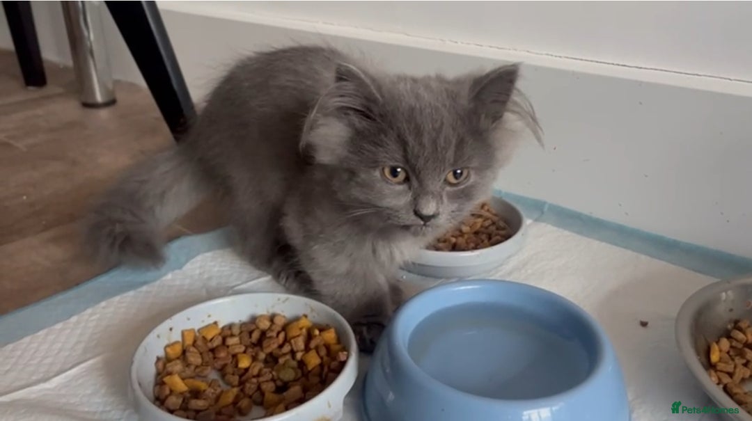 Mixed Breed cats for sale: Persian x Russian blue & British shorthair - Image 7