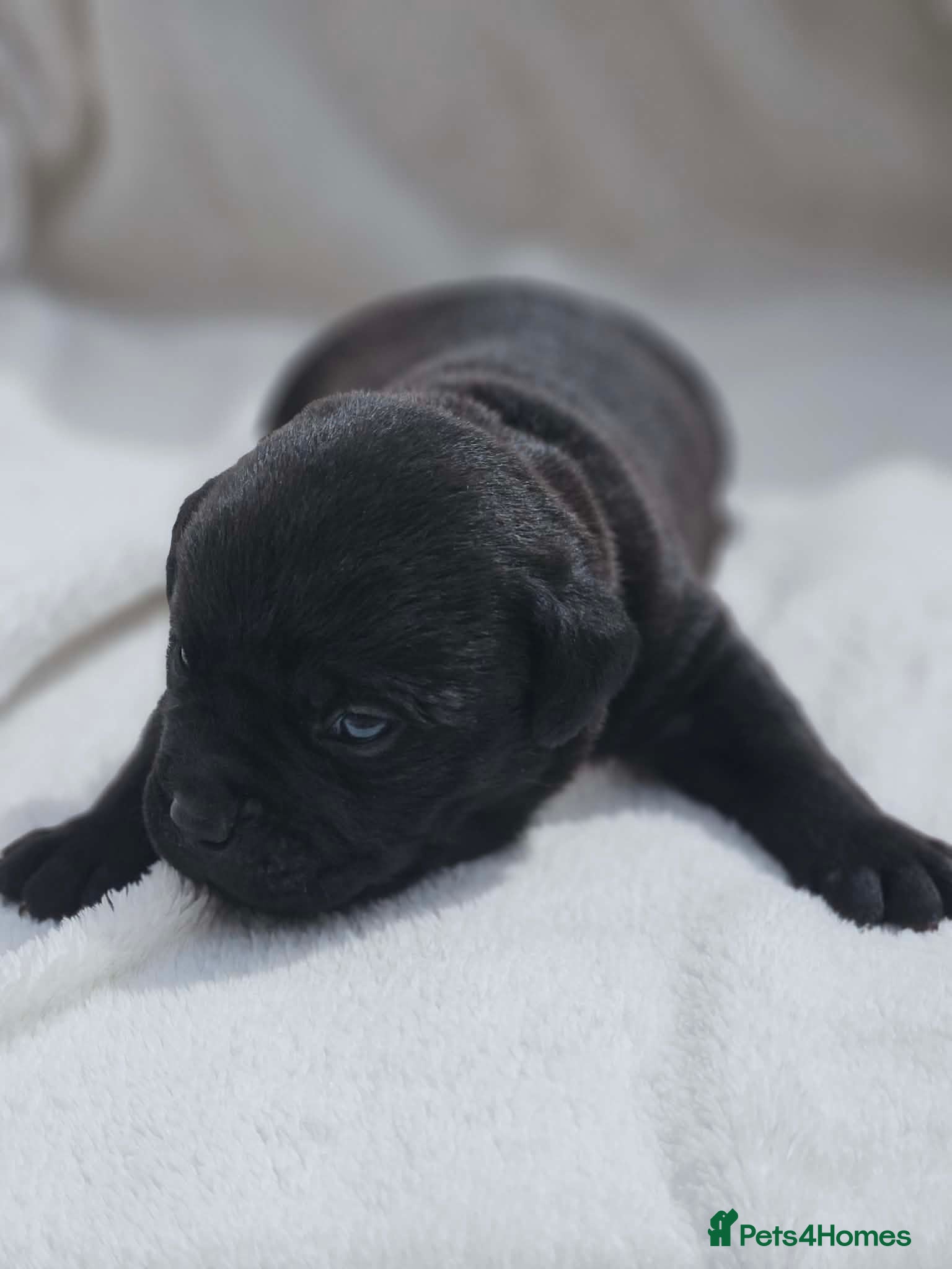 Mixed Breed dogs Bullador puppies  - Advert 9