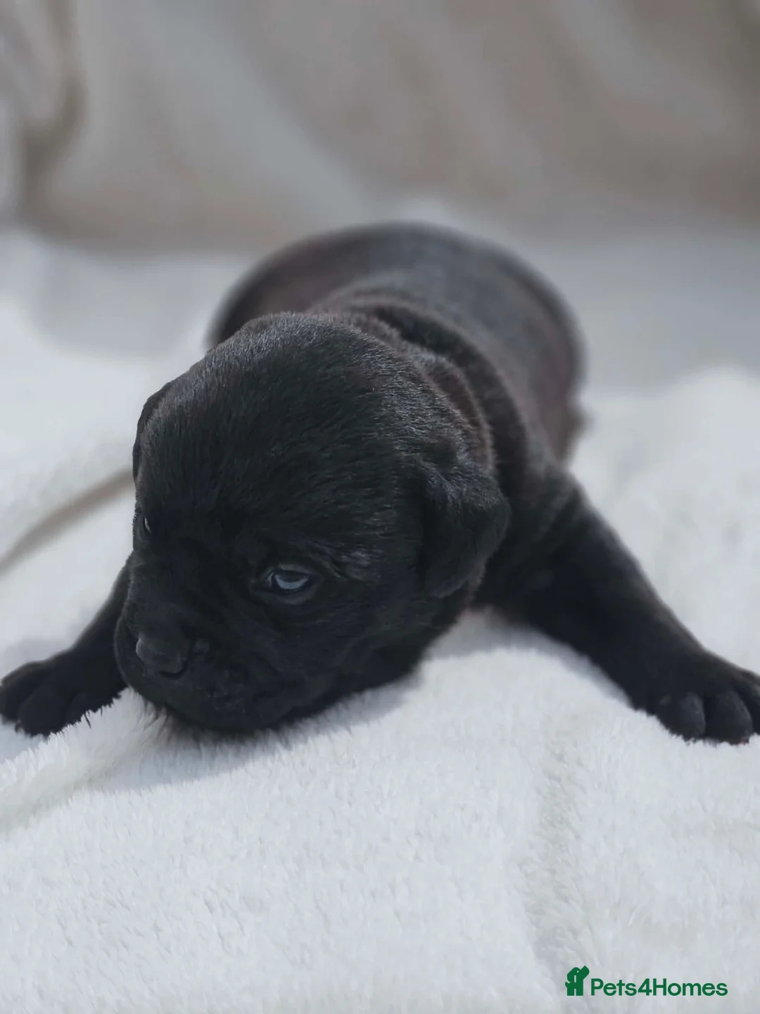 Mixed Breed dogs for sale: Bullador puppies  - Advert 1