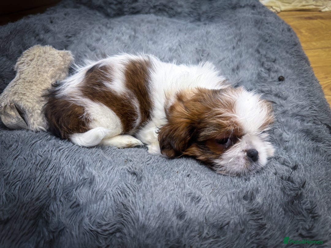 Mixed Breed dogs for sale: ✨ Gorgeous Mixed-Breed Puppies Looking for Homes - Advert 9