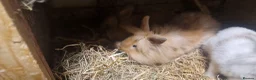 Lionhead rabbits for sale: Lovely tempered little lionhead babies- m and f - Advert 21