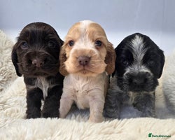 Cocker Spaniel dogs - Advert 2