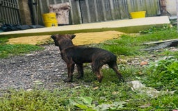 Jack Russell dogs for sale: Black Brindle Jack Russell. Price reduced !  - Image 21