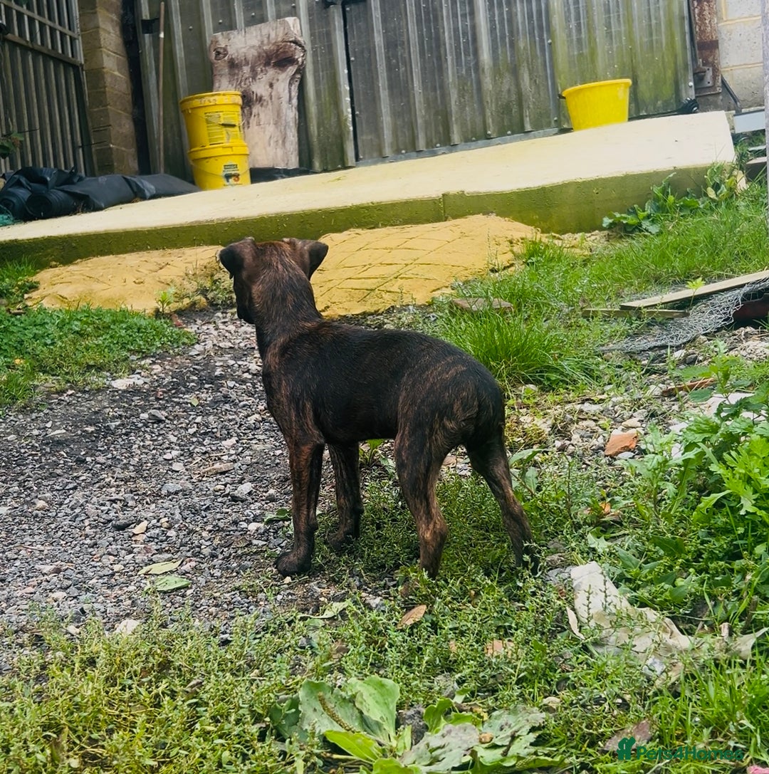 Jack Russell dogs for sale: Black Brindle Jack Russell. Price reduced !  - Image 21