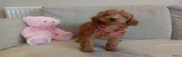 Goldendoodle dogs for sale: Adorable Goldendoodle Puppies - Advert 12