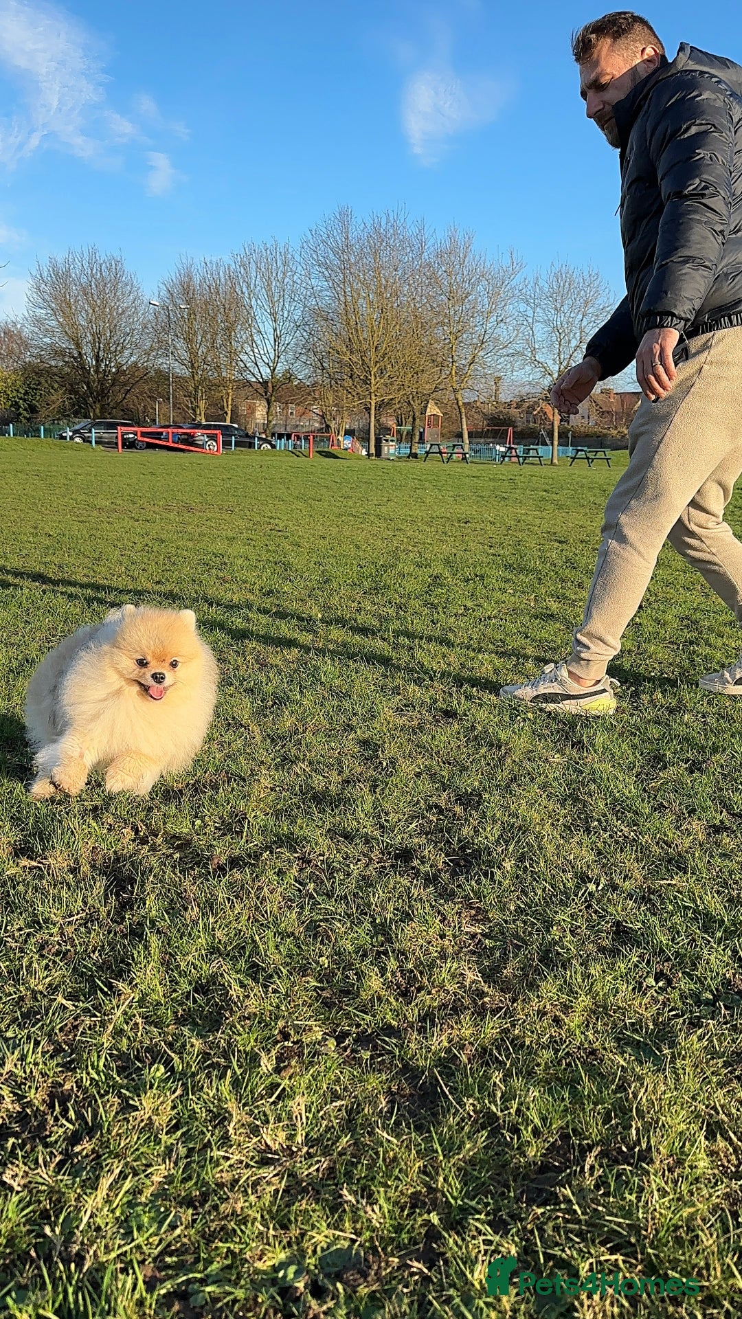 Pomeranian dogs for stud: 🌟✨ Elite Pomeranian Stud Available  ✨🌟 - Image 6