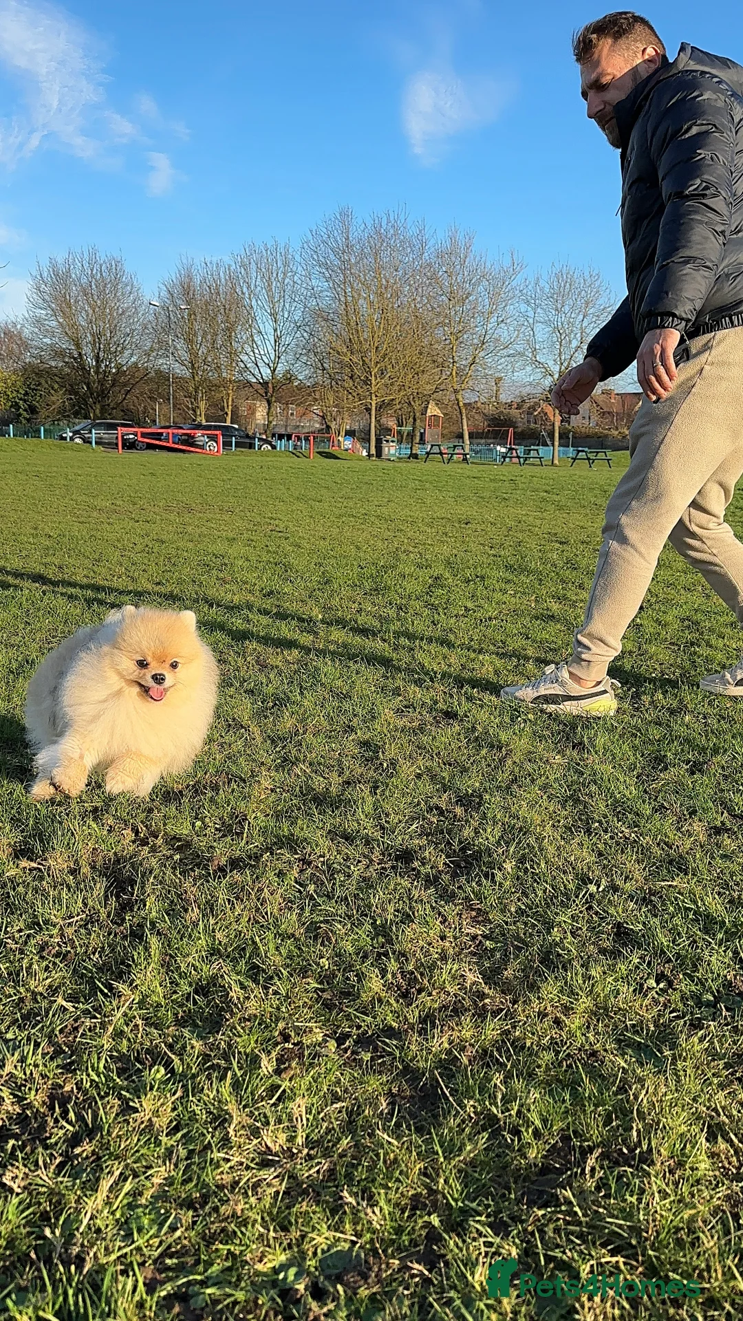 Pomeranian dogs for stud: 🌟✨ Elite Pomeranian Stud Available  ✨🌟 - Advert 6