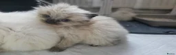 Ragdoll cats for sale: Health Tested Ragdoll Babies - Advert 15