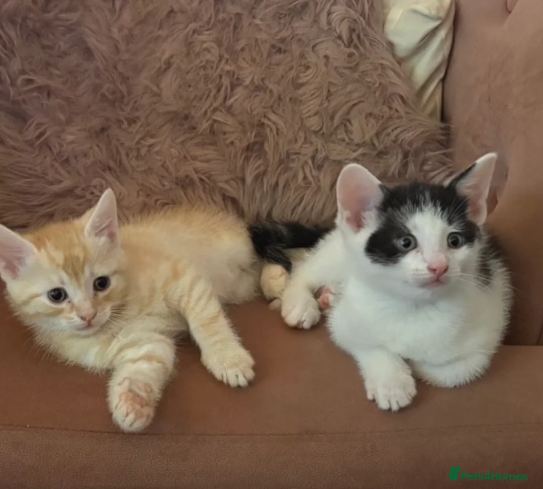 Domestic Shorthair cats for sale: Kittens  in Milton Keynes - Advert 2