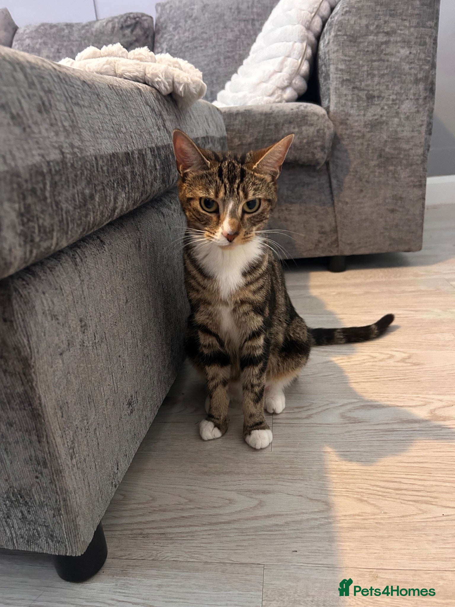 Mixed Breed cats Kittens for sale MUST COLLECT  - Advert 11