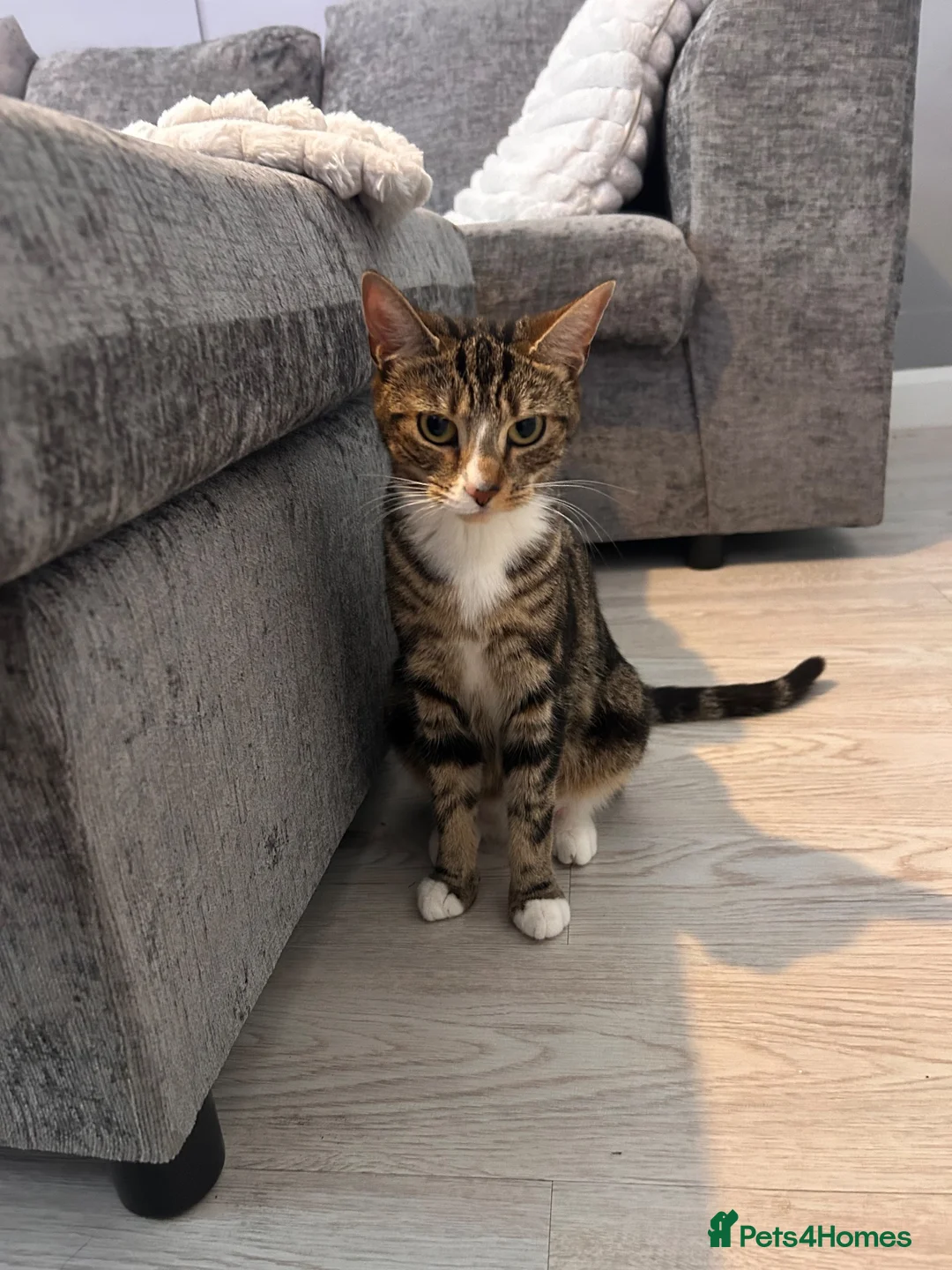 Mixed Breed cats for sale: Kittens for sale MUST COLLECT  - Advert 1