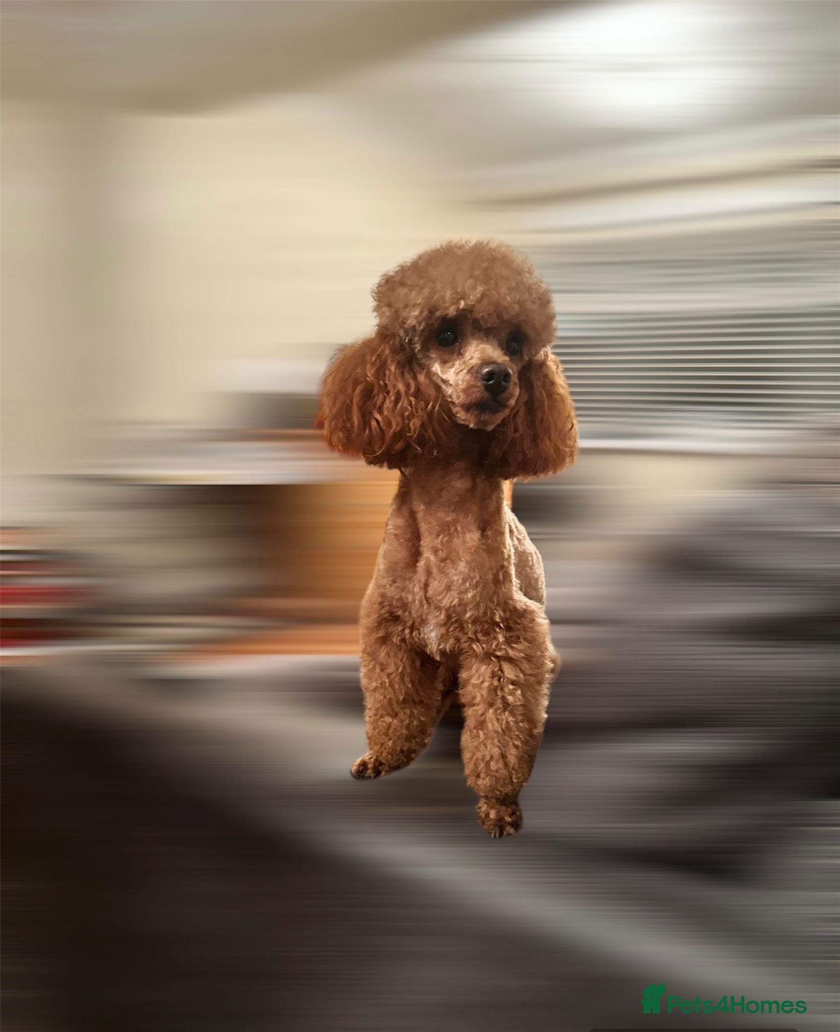 Toy Poodle dogs red toy poodle STUD ONLY - Advert 18