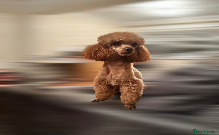 Toy Poodle dogs - Advert 2