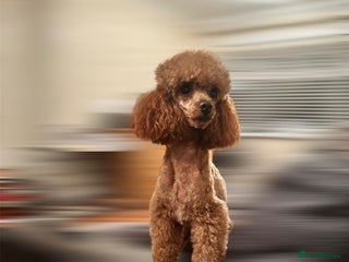 Toy Poodle dogs - Advert 1