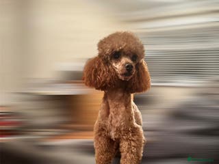Toy Poodle dogs red toy poodle STUD ONLY - Advert 5
