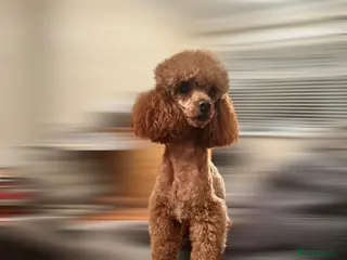 Toy Poodle dogs red toy poodle STUD ONLY - Advert 8