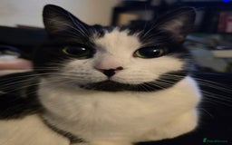 Domestic Shorthair cats for sale: URGENT: Loving Cat Needs Home - Advert 6