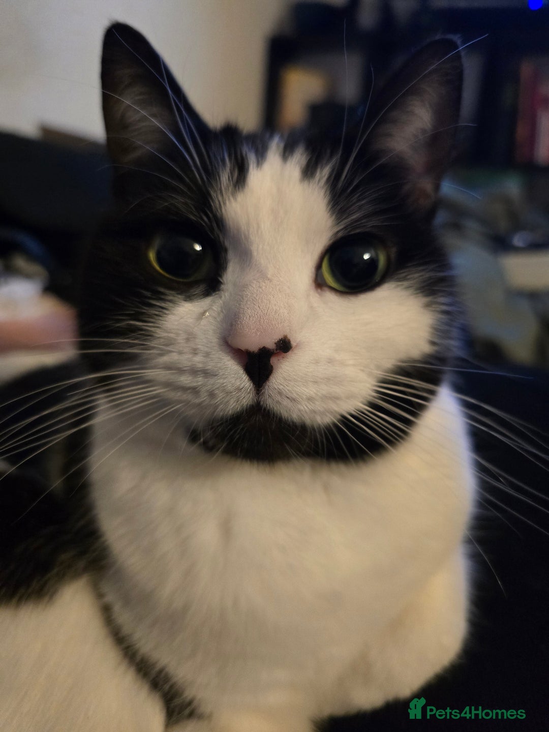 Domestic Shorthair cats for sale: URGENT: Loving Cat Needs Home - Advert 6