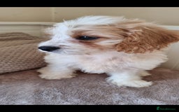 Cavapoo dogs for sale: Gorgeous Cavapoos ready for the perfect home 💖🏡 - Image 13