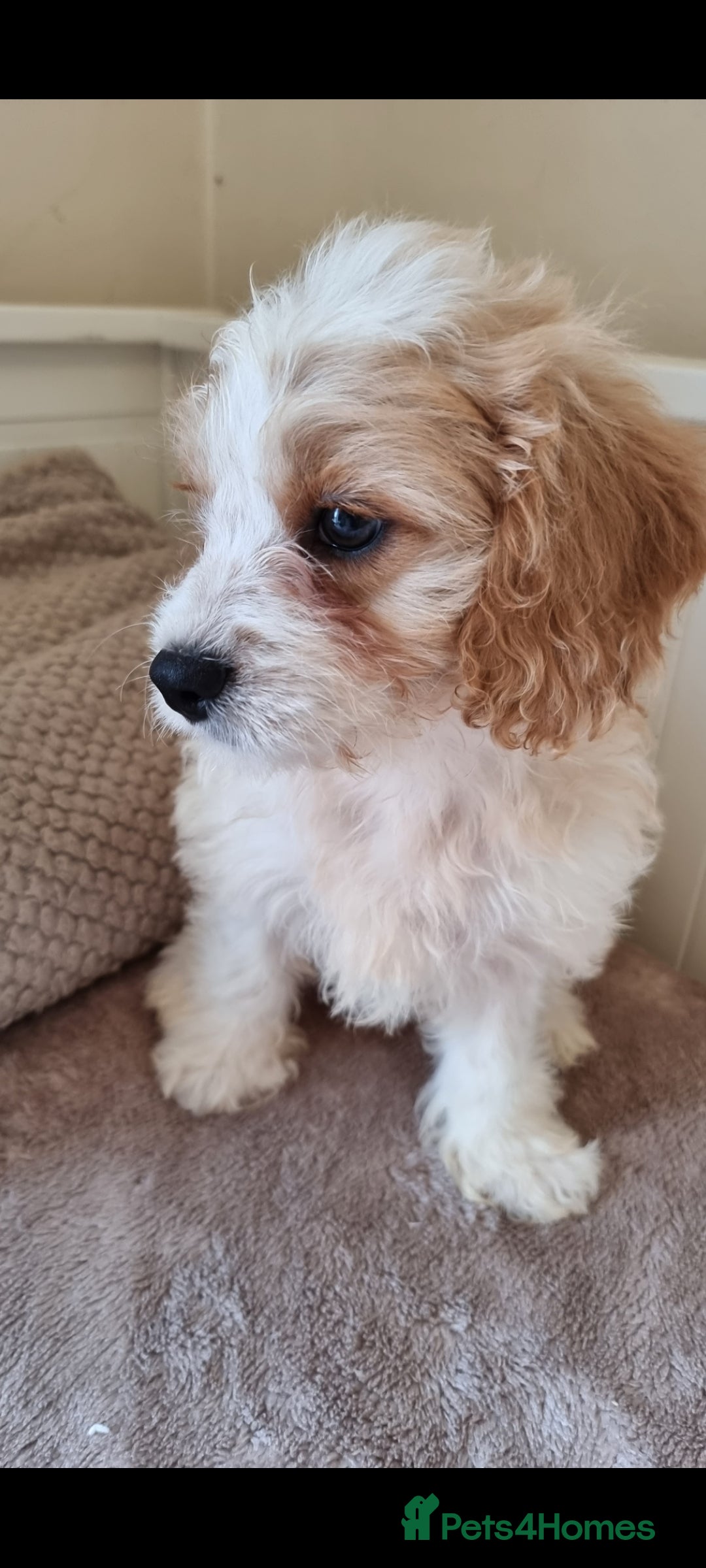 Cavapoo dogs for sale: Gorgeous Cavapoos ready for the perfect home 💖🏡 - Image 13