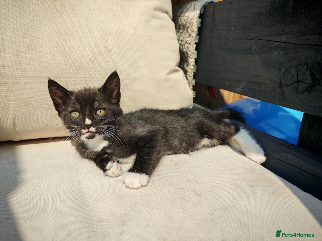 Mixed Breed cats for sale: Kittens for sale 🐱 - Image 4