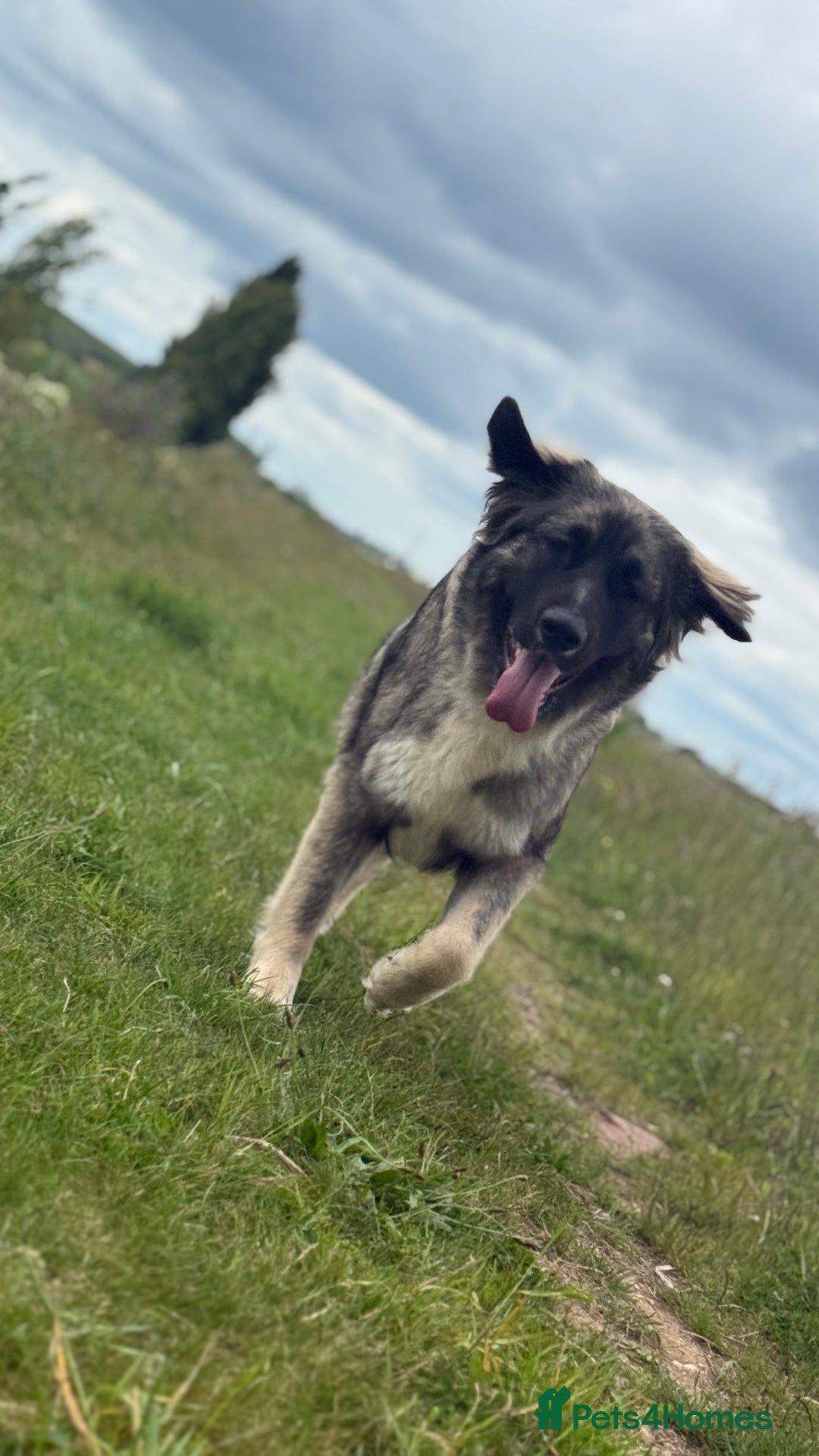 Mixed Breed dogs for sale: female Caucasian cross German shepherd - Image 4