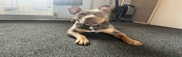 American Bully dogs for sale: Nala nearly 2. American bully  in Stoke-on-Trent - Advert 6