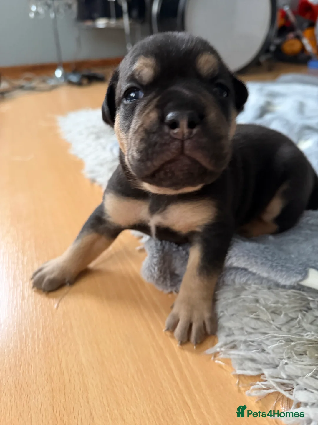 Old Tyme Bulldog dogs for sale: Old Tyme English Bulldog Puppies - Advert 28