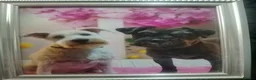 Miniature Schnauzer dogs for sale: Miniature schnauzer puppies  - Advert 6